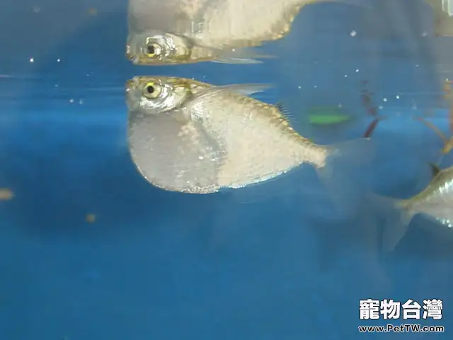 銀燕子燈魚的餵食要點(1圖)-寵物台灣