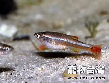 關於唐魚的資料介紹