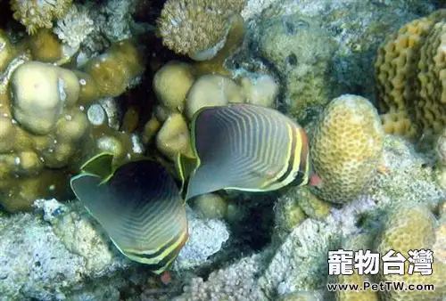 印度洋天皇蝶的品種簡介(1圖)-寵物台灣