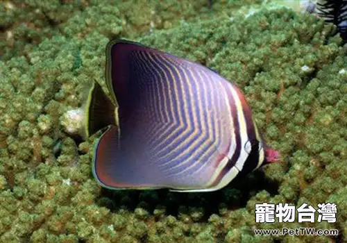 印度洋天皇蝶的外形特點(1圖)-寵物台灣