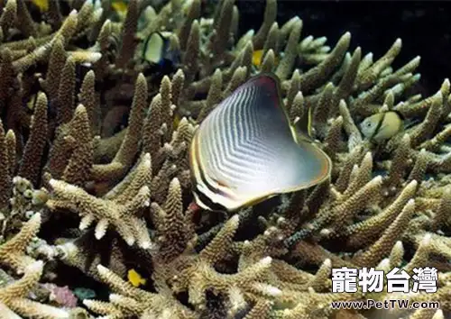 印度洋天皇蝶的飼養環境(1圖)-寵物台灣
