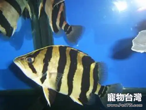 印尼虎魚的品種簡介