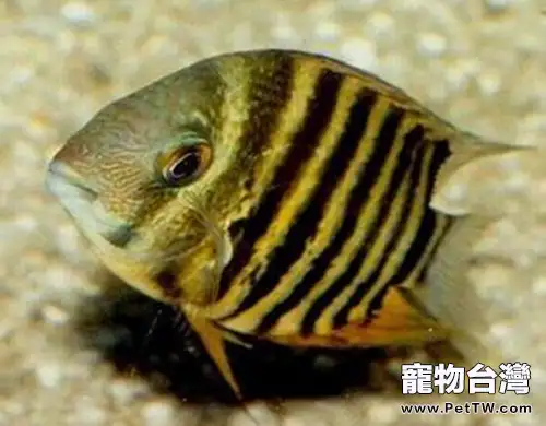 英麗魚的品種簡介(1圖)-寵物台灣