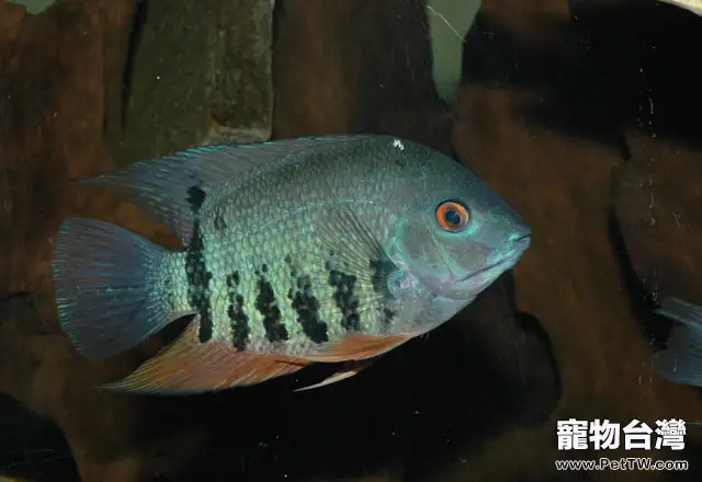 英麗魚的外形特點(1圖)-寵物台灣
