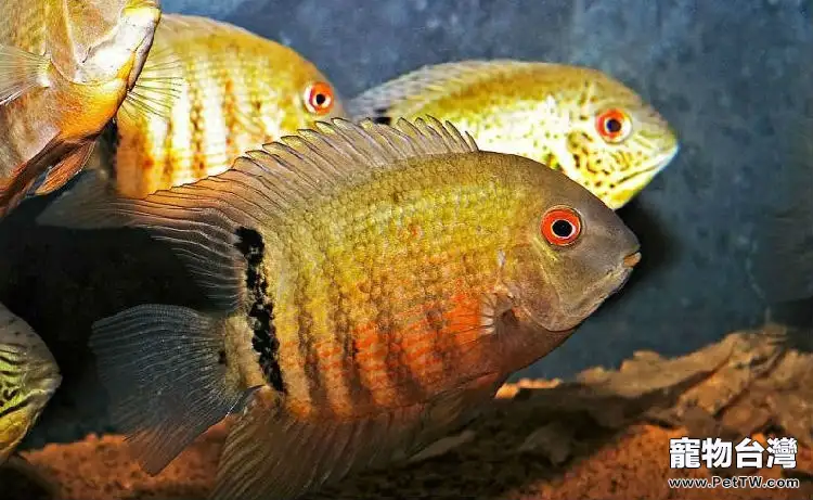 英麗魚的飼養環境(1圖)-寵物台灣