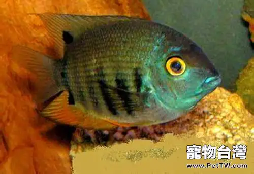 英麗魚的餵食要點(1圖)-寵物台灣