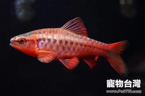 櫻桃燈魚的品種簡介