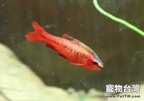 櫻桃燈魚的外形特點