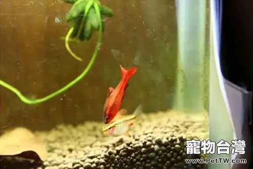 櫻桃燈魚的飼養環境