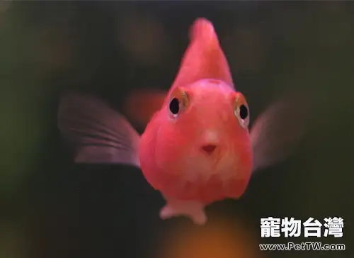 鸚鵡魚（血鸚鵡魚 財神魚）的外形特點