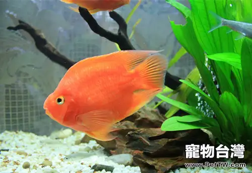 鸚鵡魚（血鸚鵡魚 財神魚）的飼養環境