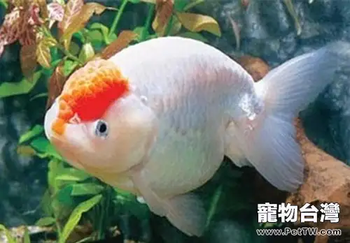 元寶紅的品種簡介(1圖)-寵物台灣