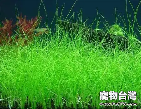 牛毛氈怎麼種植和栽培(1圖)-寵物台灣