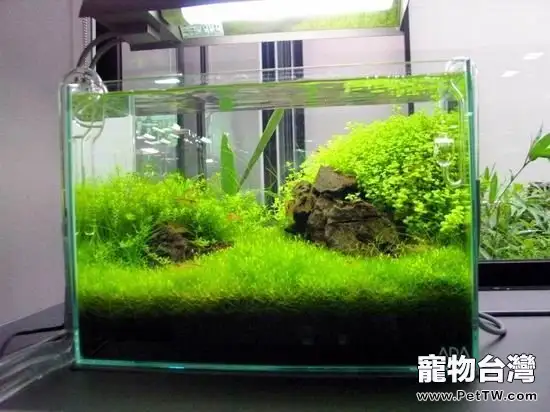 水族箱中致病因素有什麼(1圖)-寵物台灣