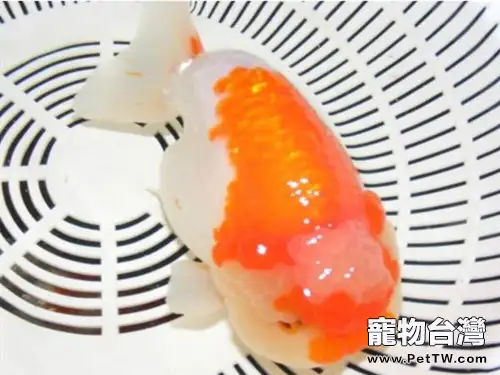 元寶紅的餵食要點(1圖)-寵物台灣