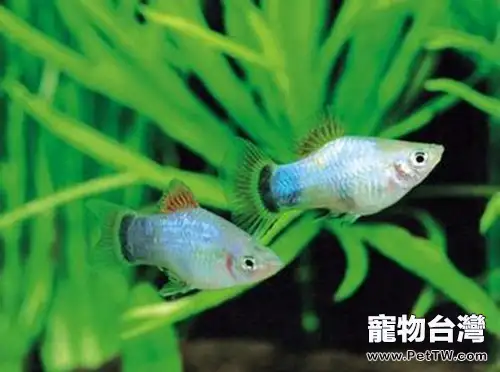 月光魚的品種簡介