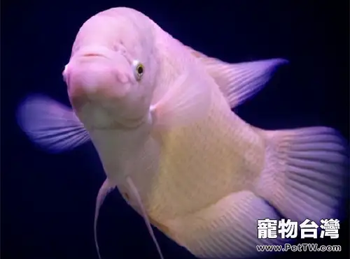 招財魚(大絲足鱸 象耳魚)的品種簡介(1圖)-寵物台灣