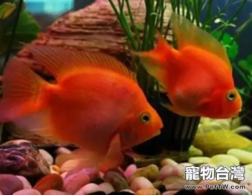 招財魚(大絲足鱸 象耳魚)的外形特點(1圖)-寵物台灣