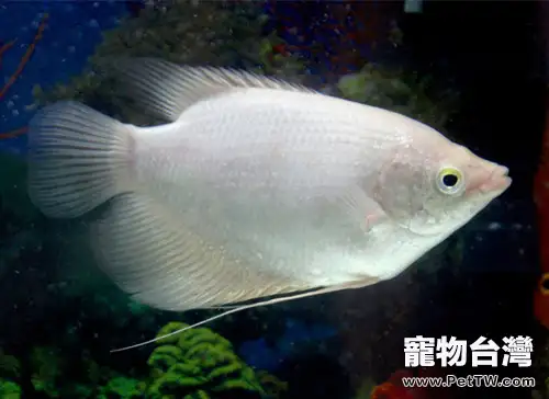 招財魚（大絲足鱸 象耳魚）的飼養環境