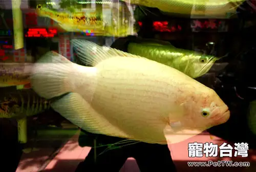 招財魚(大絲足鱸 象耳魚)的餵食要點(1圖)-寵物台灣