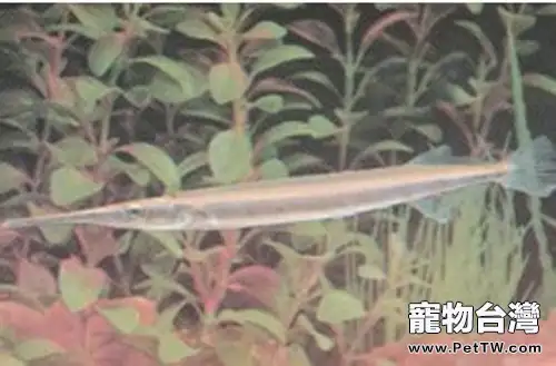 針嘴魚的品種簡介(1圖)-寵物台灣