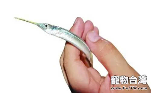 針嘴魚的飼養環境