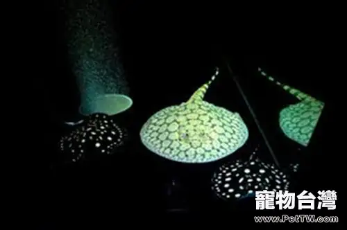 珍珠虹魚的外形特點