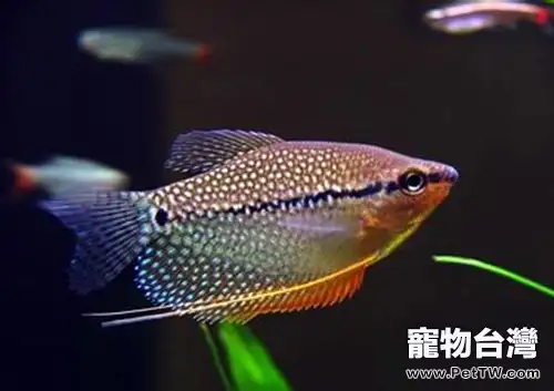珍珠馬甲的品種簡介(1圖)-寵物台灣