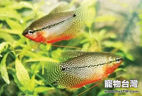 珍珠馬甲的外形特點(1圖)-寵物台灣