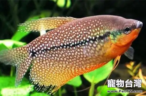 珍珠馬甲的飼養環境(1圖)-寵物台灣