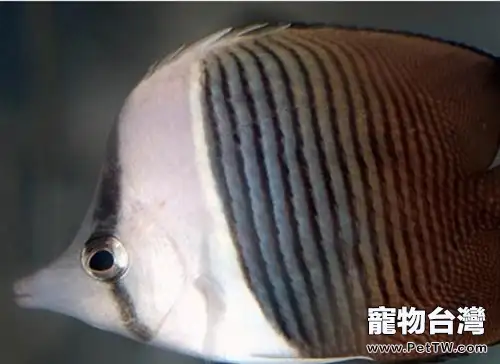 珠蝴蝶魚的外形特點(1圖)-寵物台灣