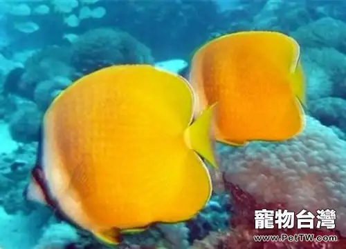 珠蝴蝶魚的飼養環境