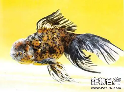 棕色高頭翻鰓金魚的外形特點