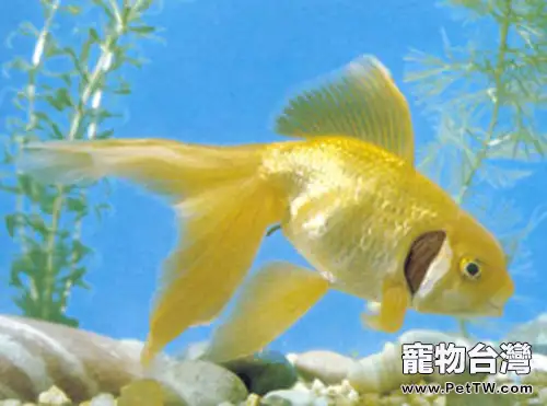 棕色高頭翻鰓金魚的飼養環境