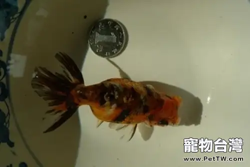 棕色高頭翻鰓金魚的餵食要點