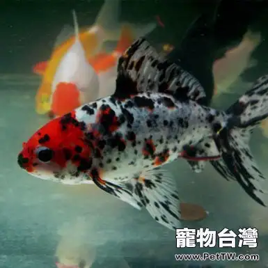 關於五花草金魚的資料介紹