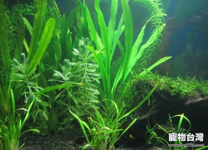 水草也會有病態的時候(1圖)-寵物台灣