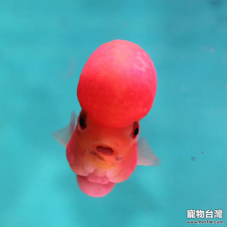 羅漢魚蹭缸的原因及應對辦法(1圖)-寵物台灣