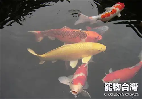 錦鯉能與其它魚混養嗎(1圖)-寵物台灣