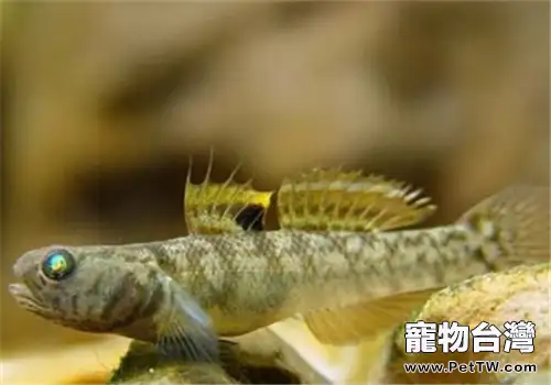 蝦虎魚吃什麼？