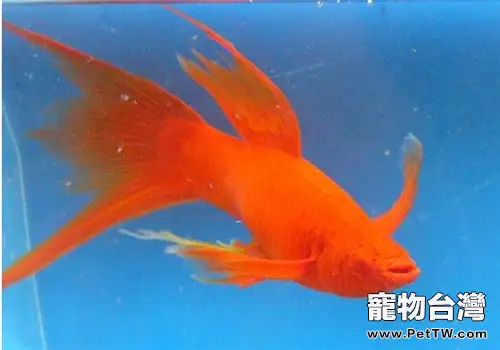 紅劍魚吃什麼比較好？