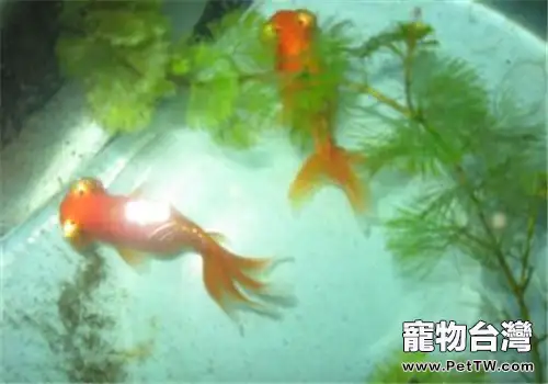 到底該給金魚吃什麼?(1圖)-寵物台灣