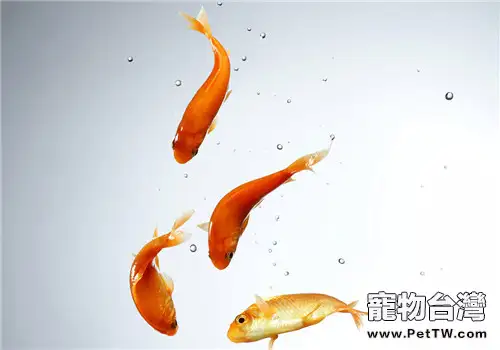 魚缸中水色變黃的原因分析(1圖)-寵物台灣