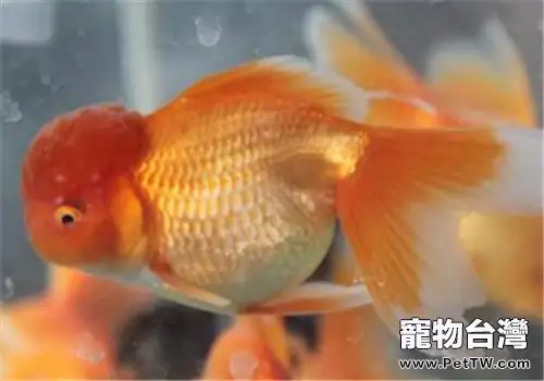 六招防止觀賞魚冬季凍傷