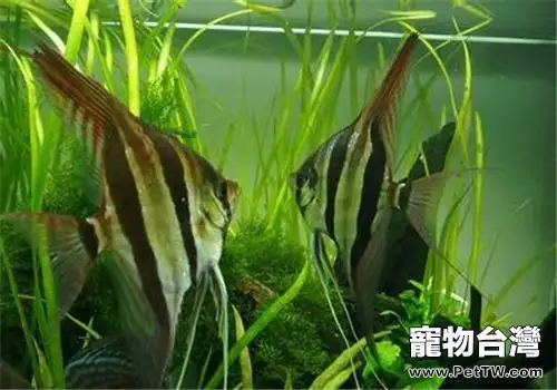 人工繁育埃及神仙魚的建議(1圖)-寵物台灣