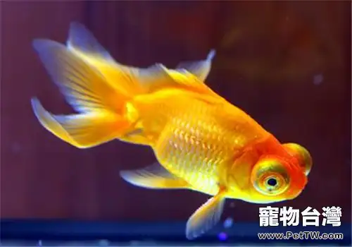 金魚魚鱗變黑的原因及解決方法