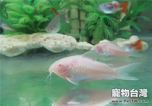 如何在水草造景中撈魚