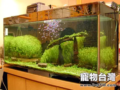 教你初次設水草缸的辦法(1圖)-寵物台灣