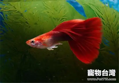 水族箱中蛋白蟲的兩種滅除方法