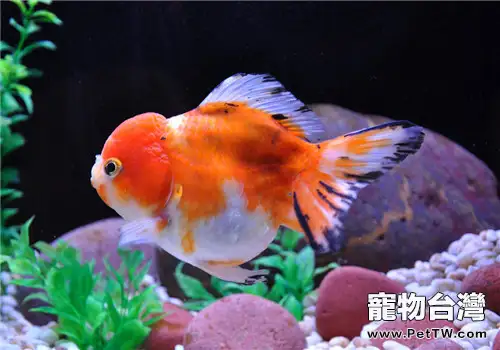 金魚掉鱗的原因及解決方法(1圖)-寵物台灣